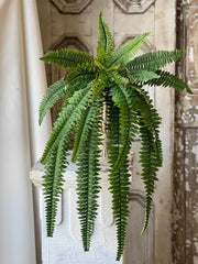 Niagara Fern Hanging | 36"