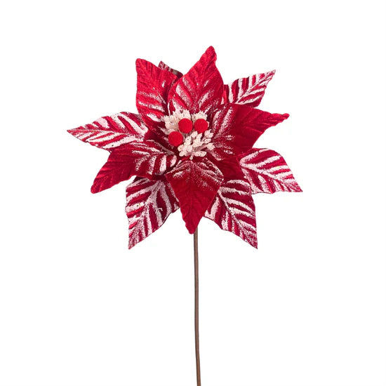 Touched by Snow Poinsettia 24" - Red/White