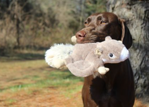 Flying Squirrel Dog Toy