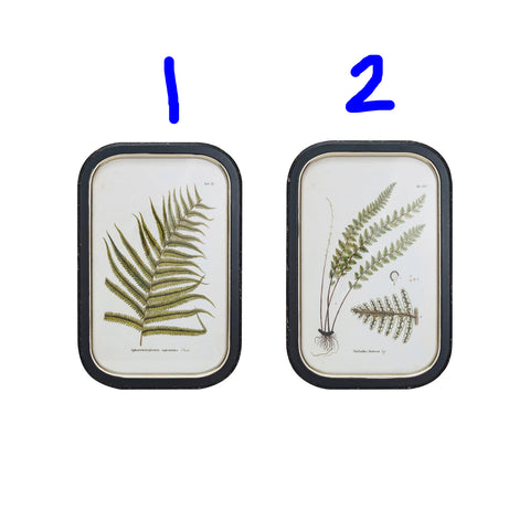 Framed Wall Décor w/ Fern