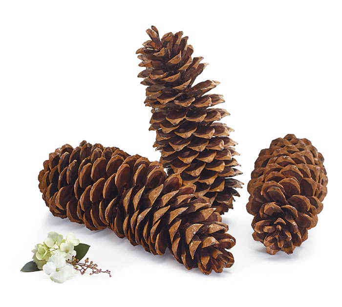 NATURAL PINE CONES