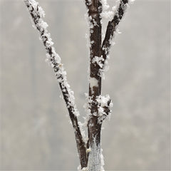 SNOWED LONG BIRCH BRANCH 48’’