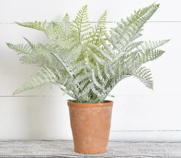 FERN IN POT